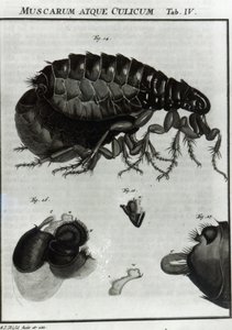 ハエとノミの表IV 作： August Johann Rösel von Rosenhof